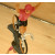 Figurine cycliste : maillot rose du vainqueur du tour d'Italie, bras levés